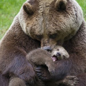 mama bear holding cub