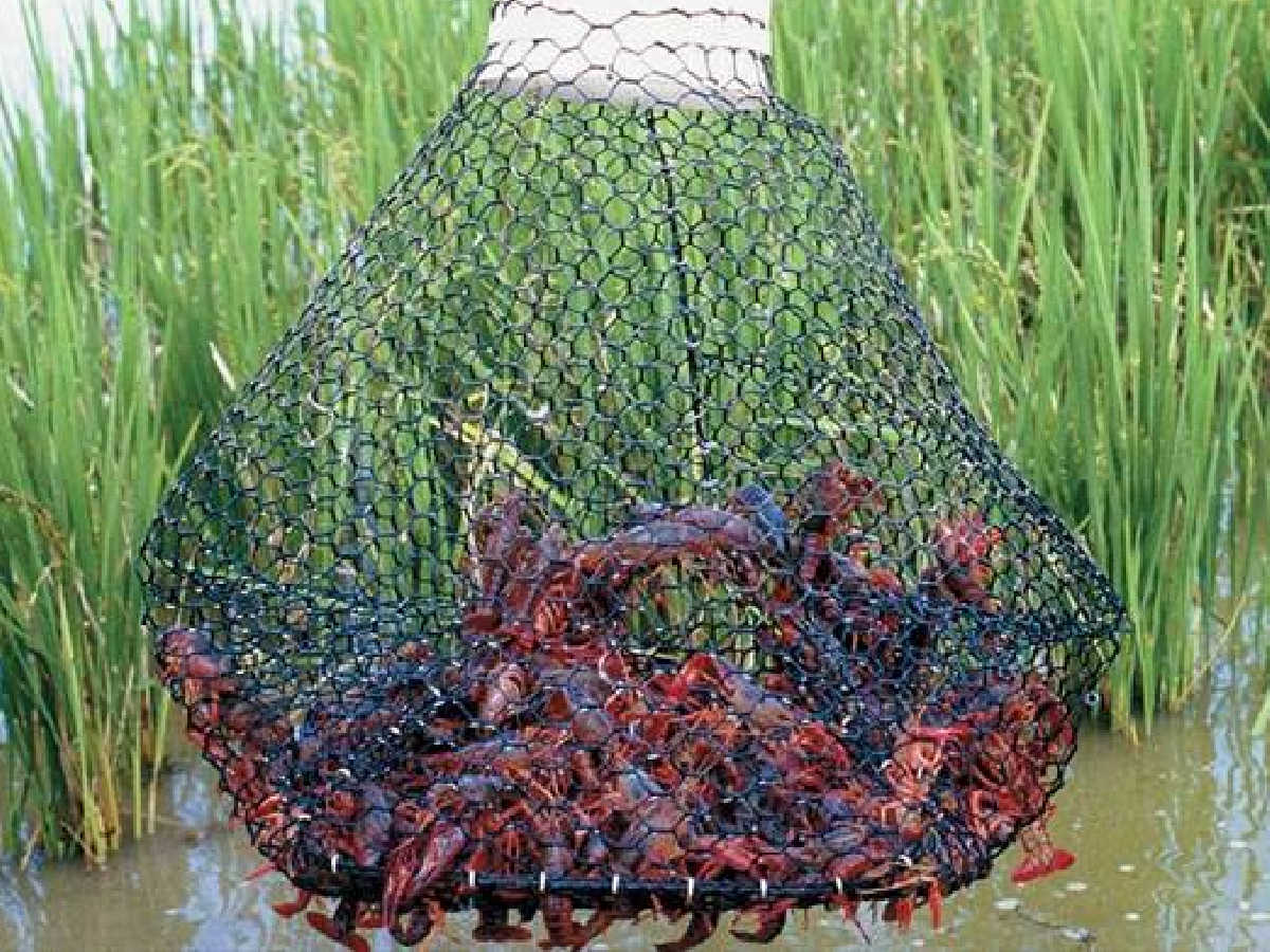 crawfish caught in a trap