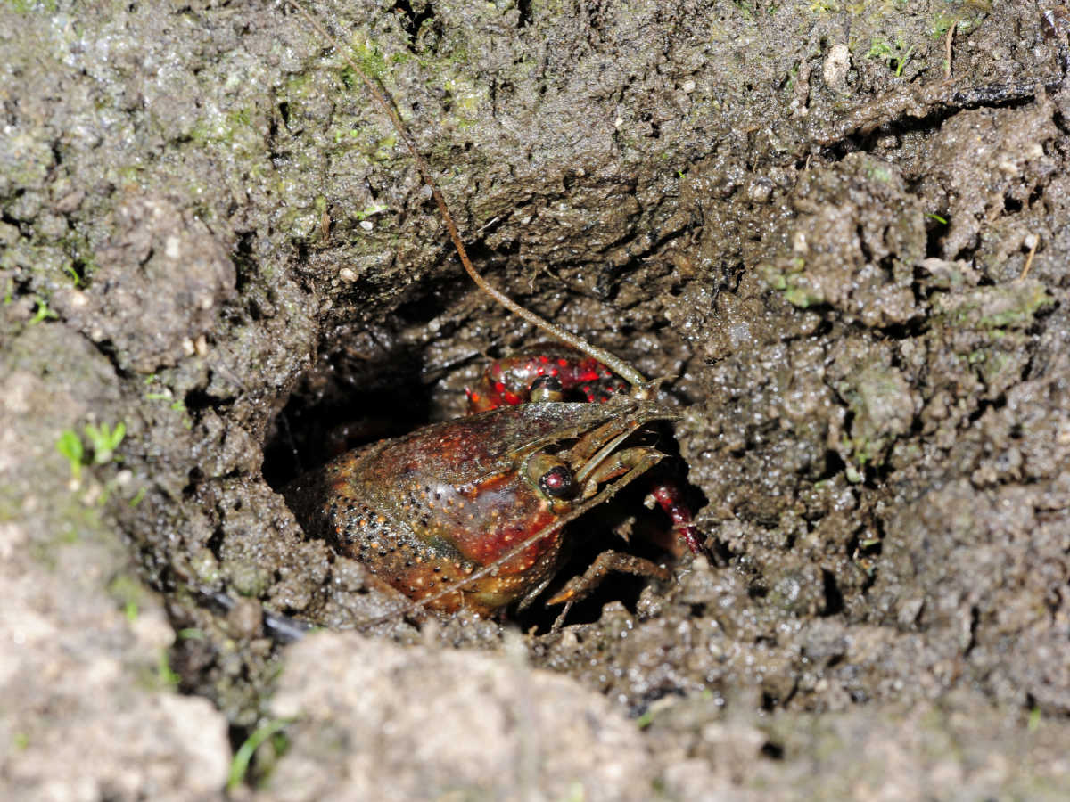 a picture of a crawfish peeking out of the mud