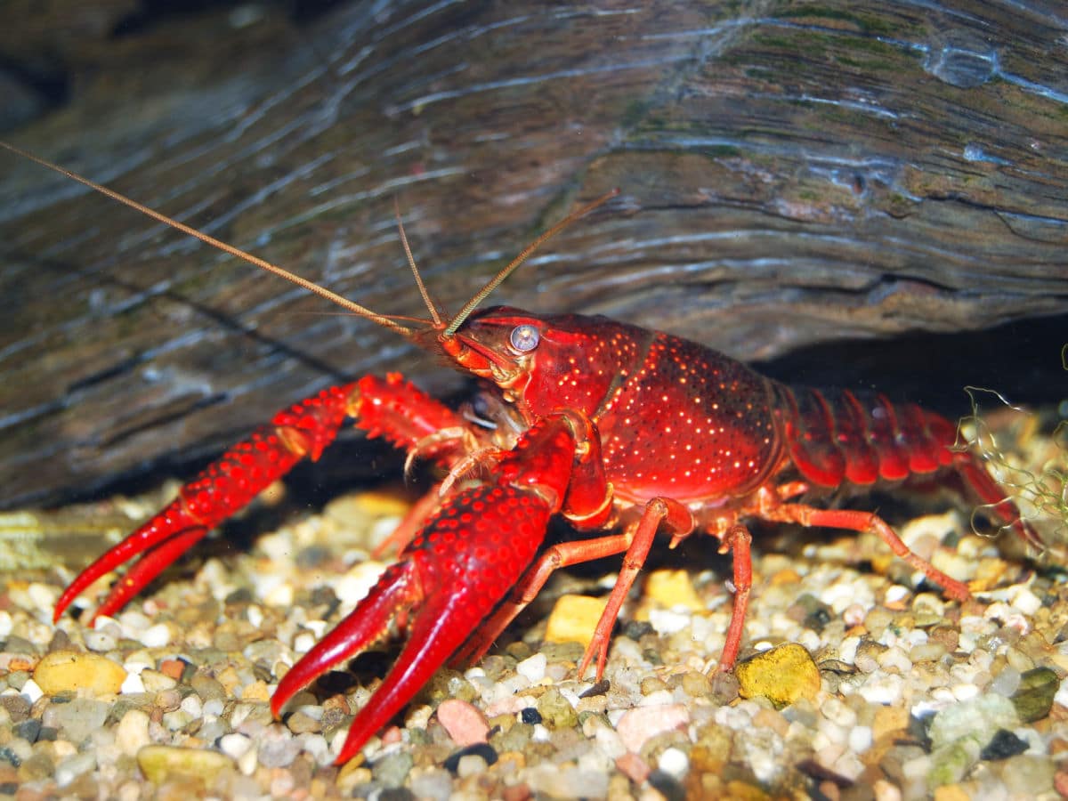 a Louisiana Swamp Crawfish in the water next to a log