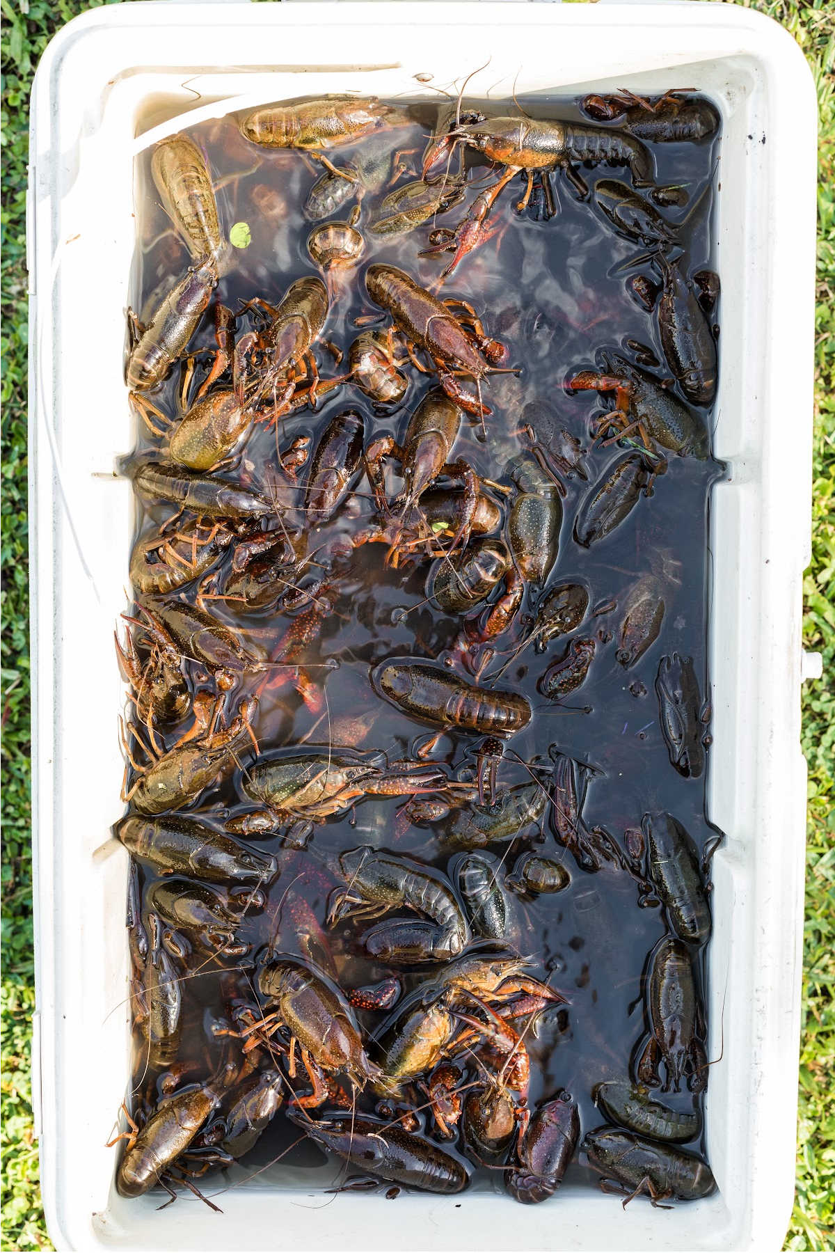 A large ice chest filled with live crawfish and water.