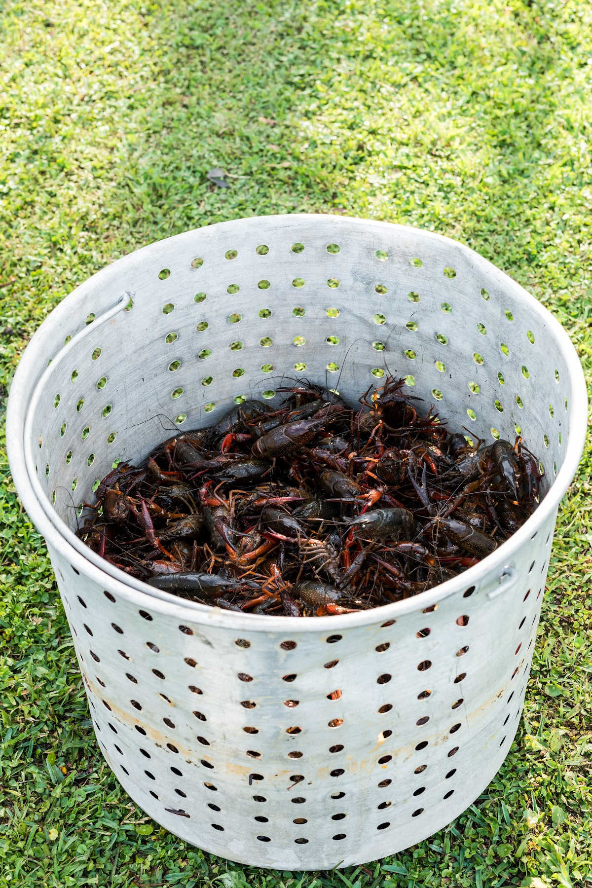 A basket from a boiling pot, filled with live crawfish.