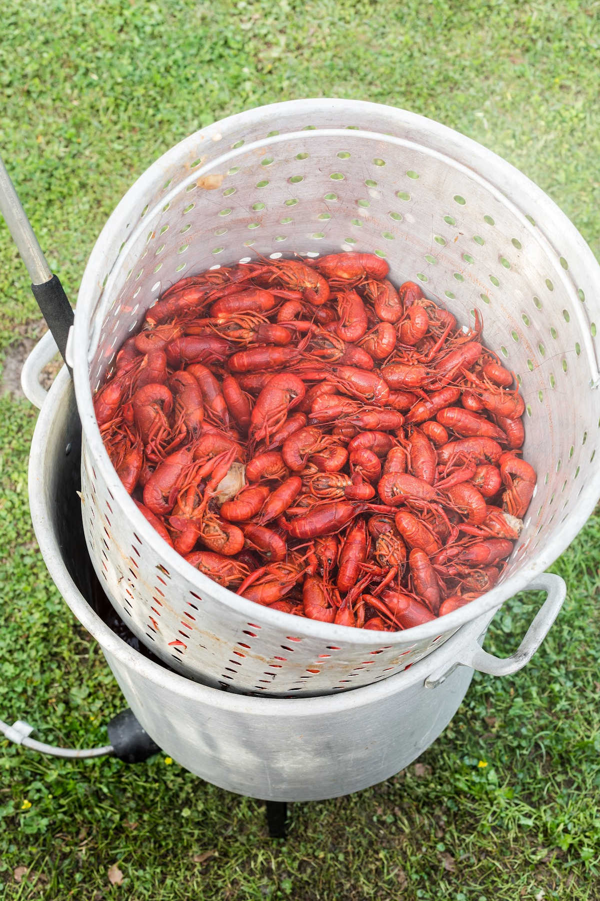 A basket filled with boiled crawfish, wedged out of the pot to drain.