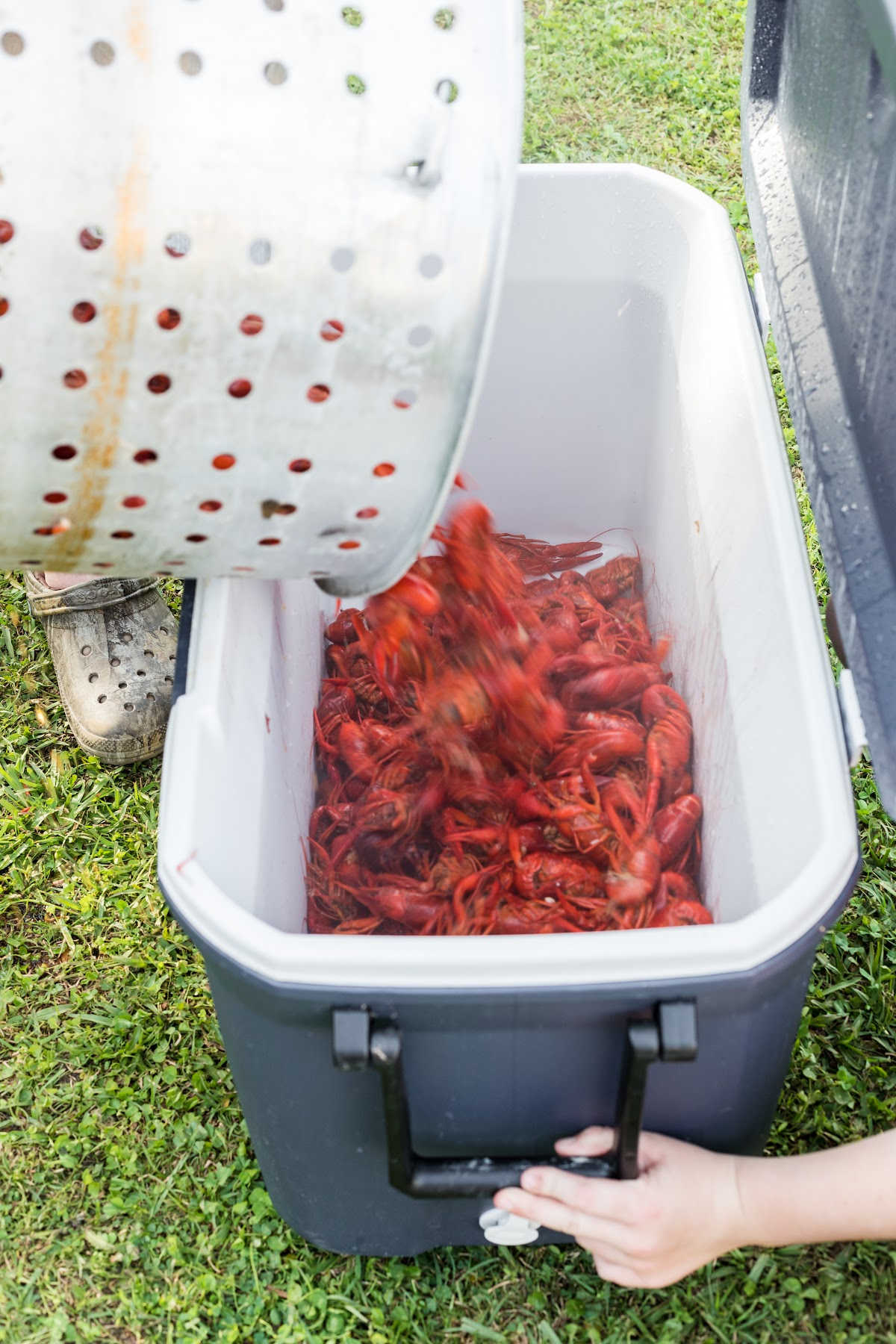 Boiled crawfish being poured into an ice chest.